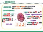4.2 細(xì)胞分化、衰老和死亡 第2課時（教學(xué)課件）-2025-2026學(xué)年高中生物必修1（蘇教版2019）