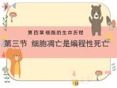 4.3 細胞凋亡是編程性死亡（教學課件）-2025-2026學年高中生物必修1（浙科版2019）