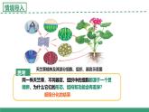 4.2 細(xì)胞分化、衰老和死亡  第1課時（教學(xué)課件）-2025-2026學(xué)年高中生物必修1（蘇教版2019）