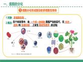 4.2 細(xì)胞分化、衰老和死亡  第1課時（教學(xué)課件）-2025-2026學(xué)年高中生物必修1（蘇教版2019）