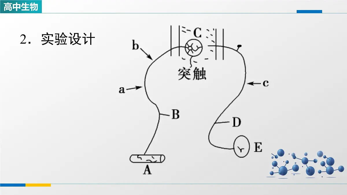 人教版高中生物选修1 2-3《兴奋传导和传递特点的实验探究》课件第3页
