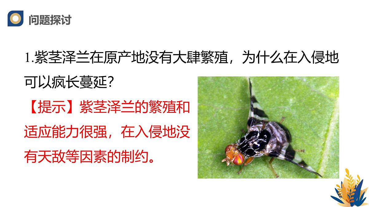 人教版高中生物选修2《3-5生态系统的稳定性》课件第3页