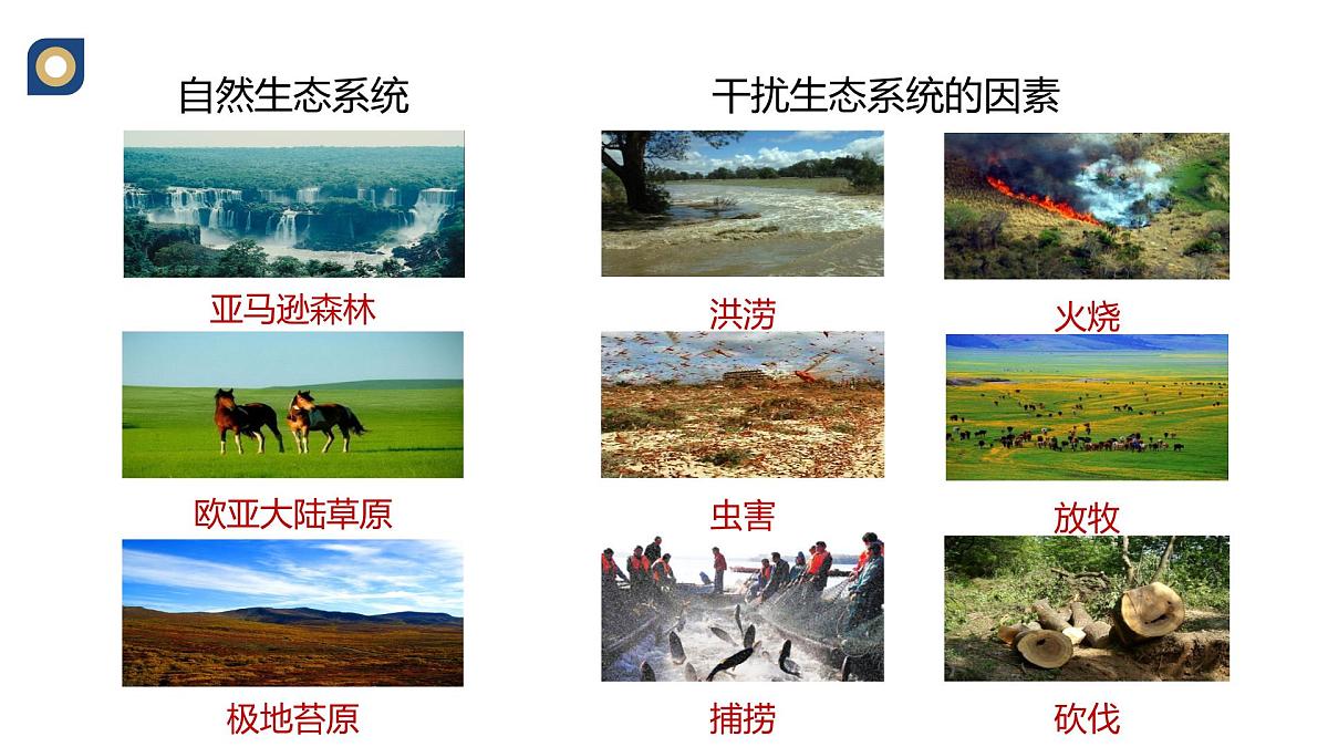 人教版高中生物选修2《3-5生态系统的稳定性》课件第5页
