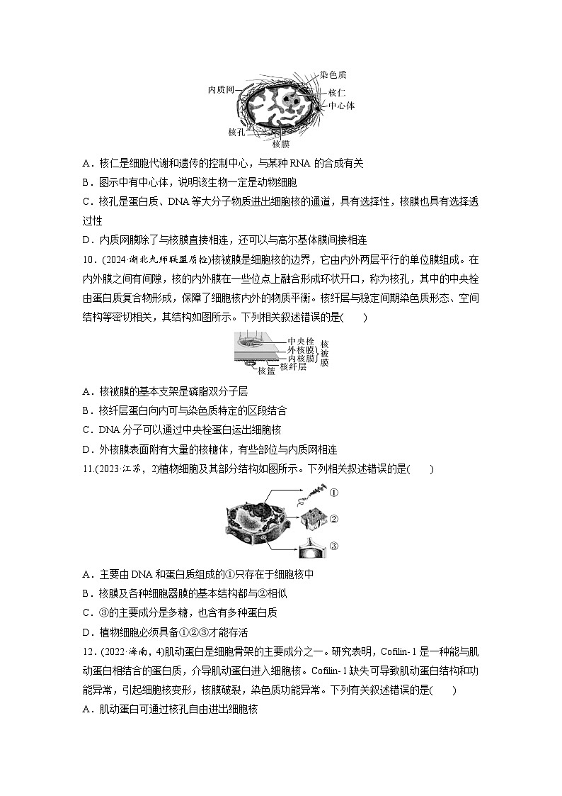 【备考2026】高考生物一轮复习资源：第2单元 课时练4 细胞膜与细胞核的结构和功能（课时精练）（学生版）第3页
