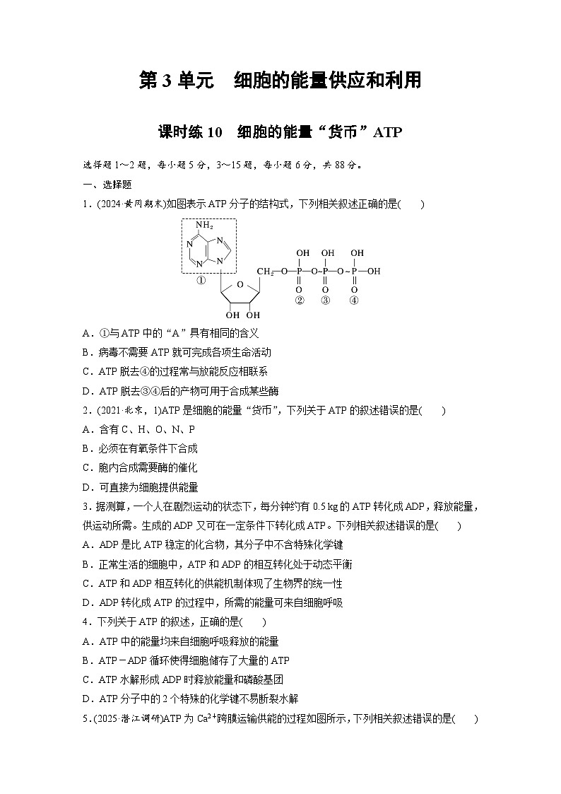 【备考2026】高考生物一轮复习资源：第3单元 课时练10 细胞的能量“货币”ATP（课时精练）（学生版）第1页