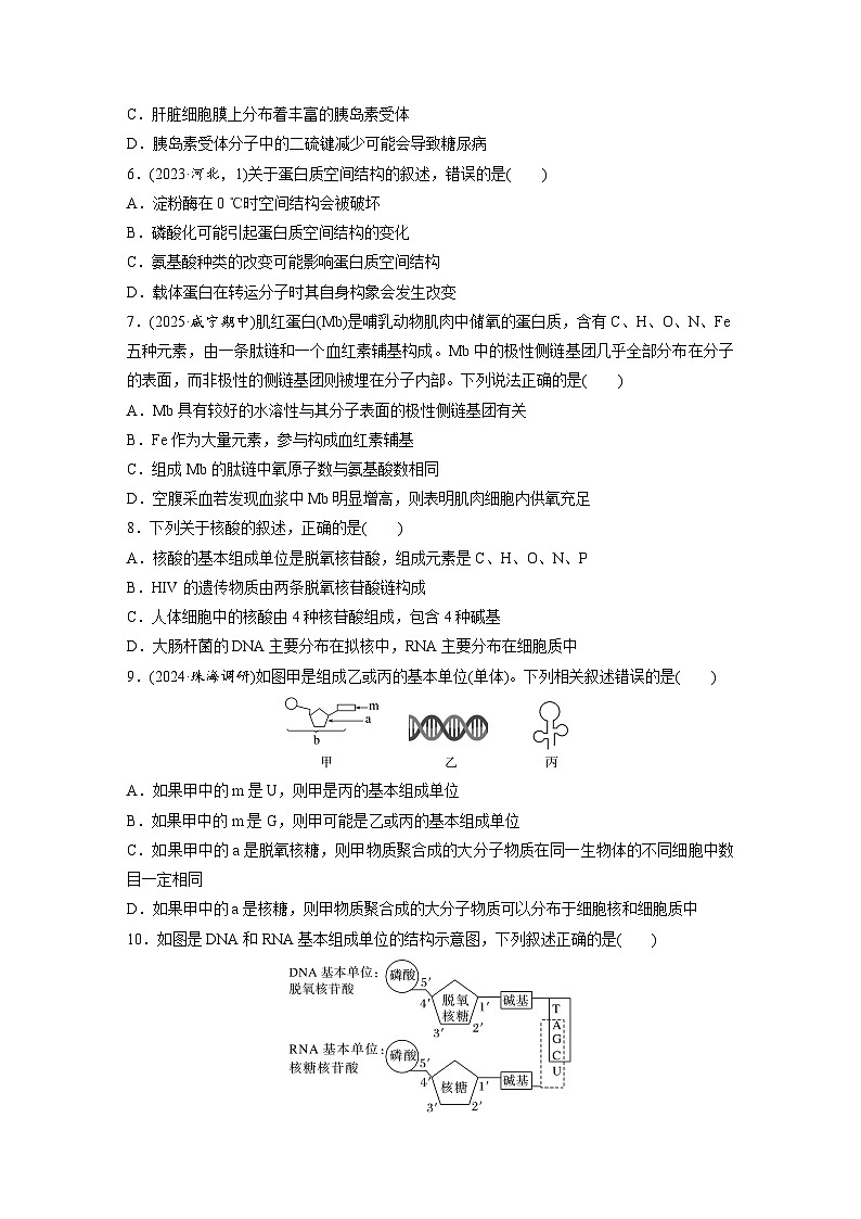 【备考2026】高考生物一轮复习资源：第1单元 课时练3 蛋白质和核酸（课时精练）（学生版）第2页