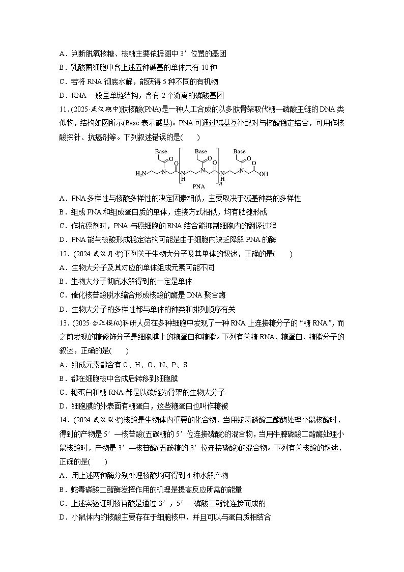【备考2026】高考生物一轮复习资源：第1单元 课时练3 蛋白质和核酸（课时精练）（学生版）第3页