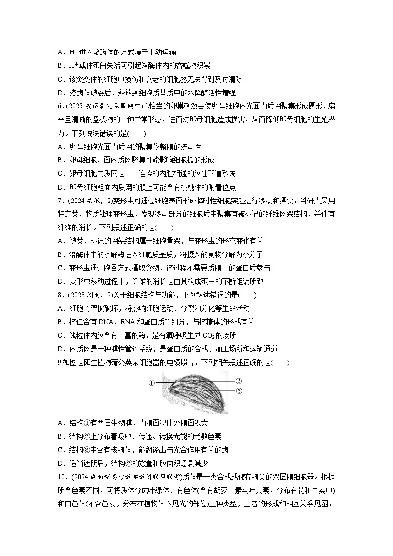 【备考2026】高考生物一轮复习资源：第2单元 课时练5 细胞器之间的分工（课时精练）（学生版）第2页