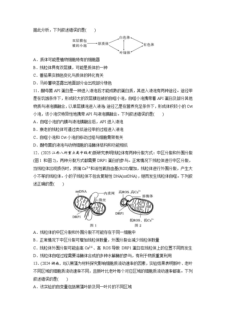 【备考2026】高考生物一轮复习资源：第2单元 课时练5 细胞器之间的分工（课时精练）（学生版）第3页
