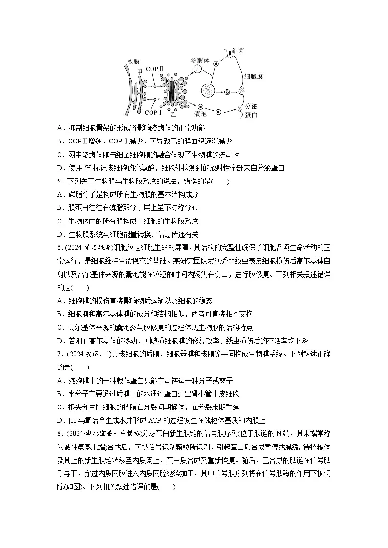 【备考2026】高考生物一轮复习资源：第2单元 课时练6 细胞器之间的协调配合（课时精练）（学生版）第2页