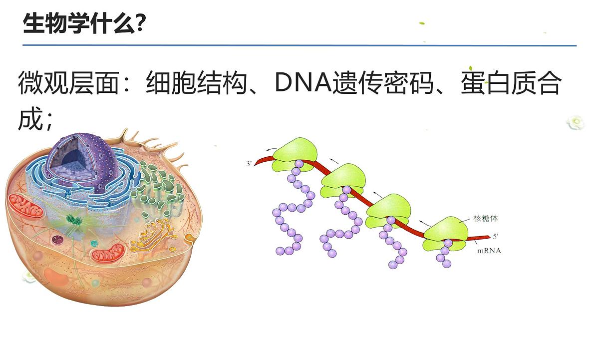 高三生物秋季开学第一课课件（全国通用）第8页
