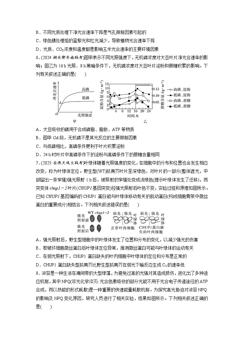 【备考2026】高考生物一轮复习资源：第3单元 课时练14 光合作用的影响因素及其应用（课时精练）（学生版）第3页