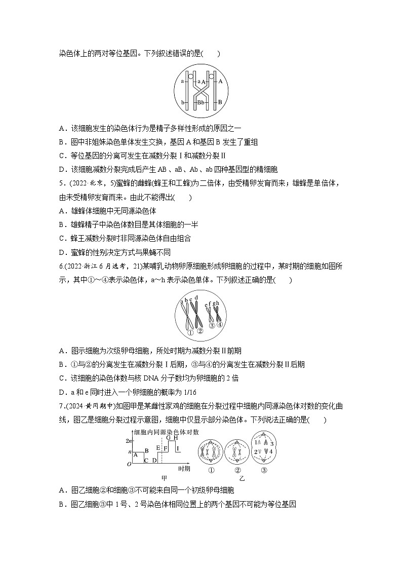 【备考2026】高考生物一轮复习资源：第4单元 课时练17 减数分裂和受精作用（课时精练）（学生版）第2页