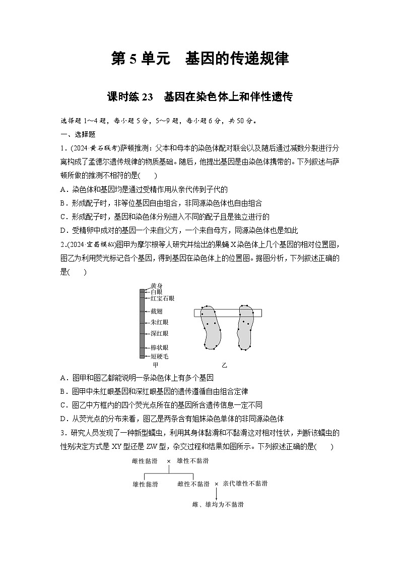 【备考2026】高考生物一轮复习资源：第5单元 课时练23 基因在染色体上和伴性遗传（课时精练）（学生版）第1页