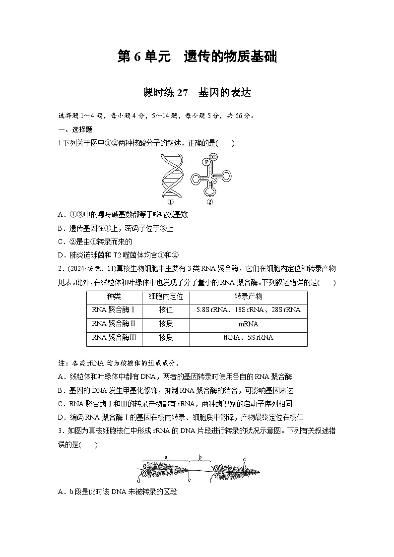 【备考2026】高考生物一轮复习资源：第6单元 课时练27 基因的表达（课时精练）（学生版）第1页