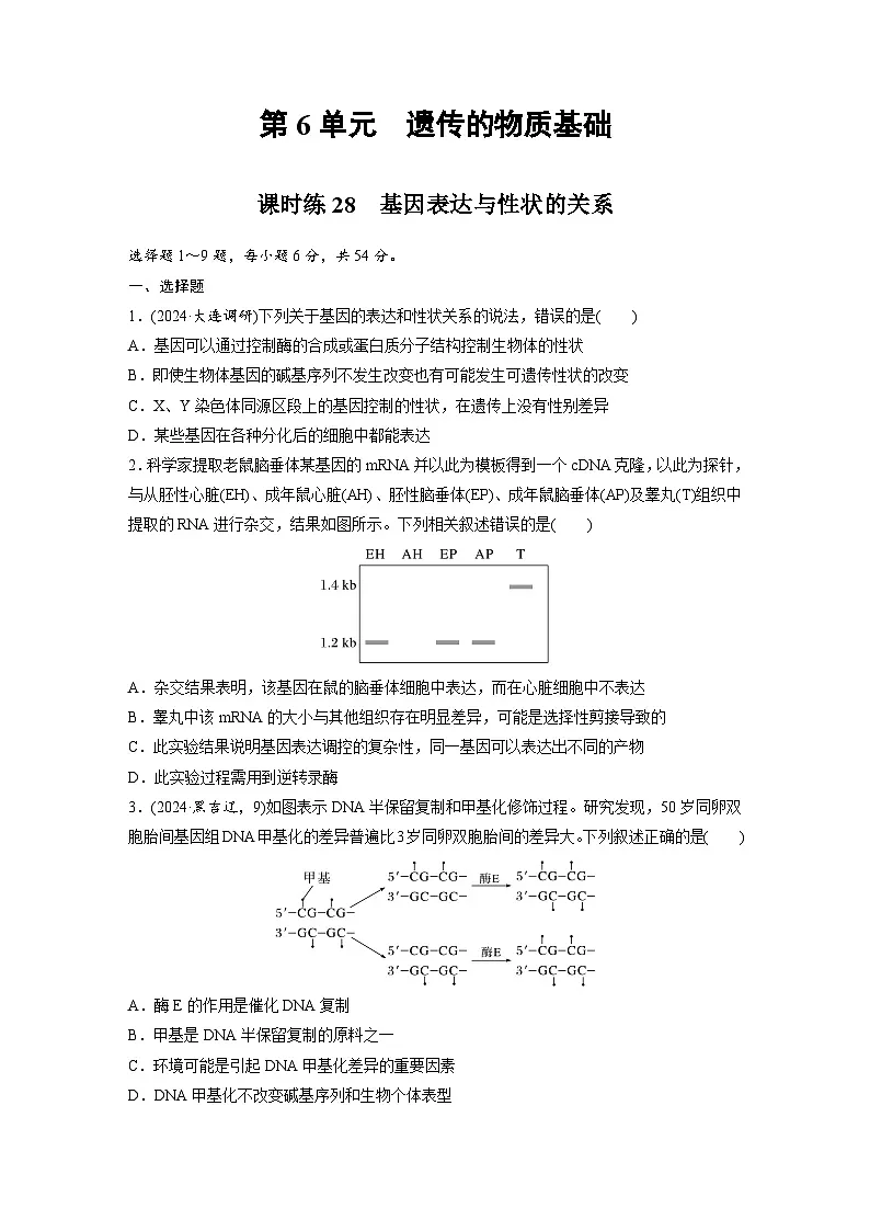 【备考2026】高考生物一轮复习资源：第6单元 课时练28 基因表达与性状的关系（课时精练）（学生版）第1页