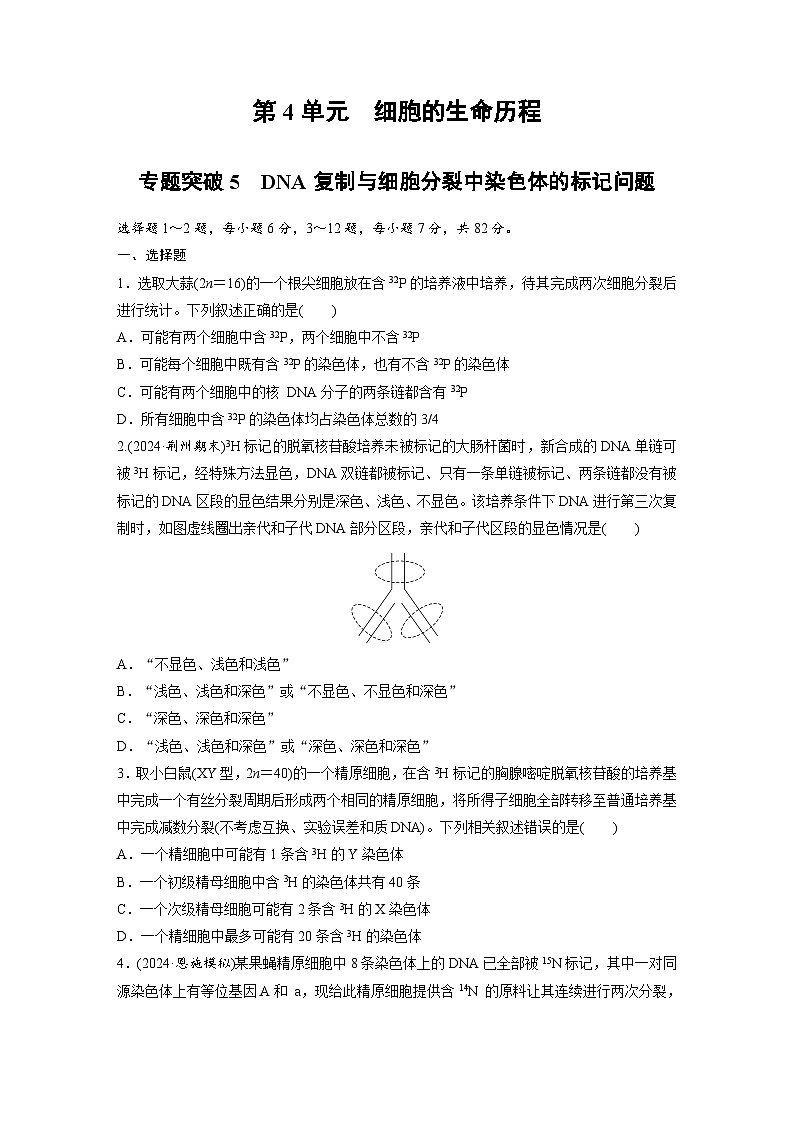 【备考2026】高考生物一轮复习资源：第4单元 专题突破5 DNA复制与细胞分裂中染色体的标记问题（课时精练）（学生版）第1页