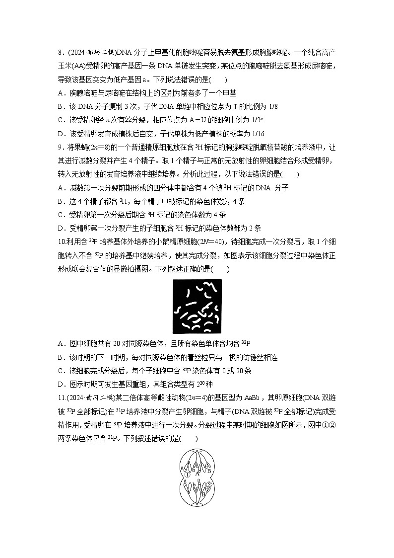 【备考2026】高考生物一轮复习资源：第4单元 专题突破5 DNA复制与细胞分裂中染色体的标记问题（课时精练）（学生版）第3页