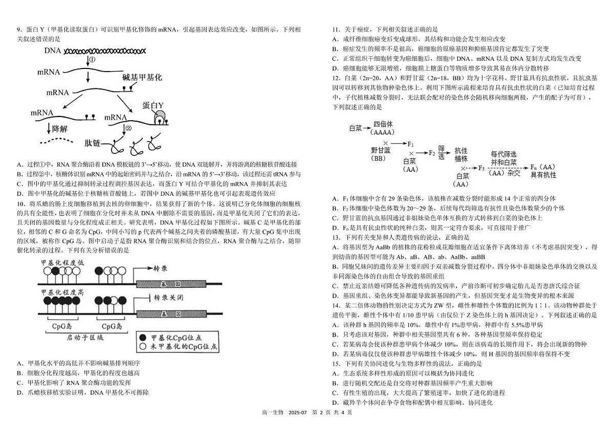四川省成都市树德中学2024-2025学年高一下学期期末考试生物试卷（PDF版附答案）第2页