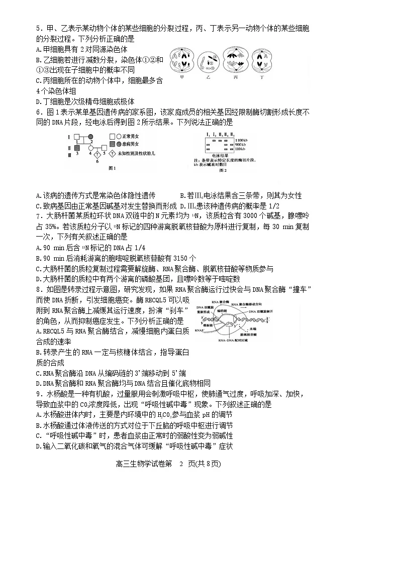 辽宁省丹东市2025届高三上学期1月期末教学质量调研测试生物试卷（含答案）第2页