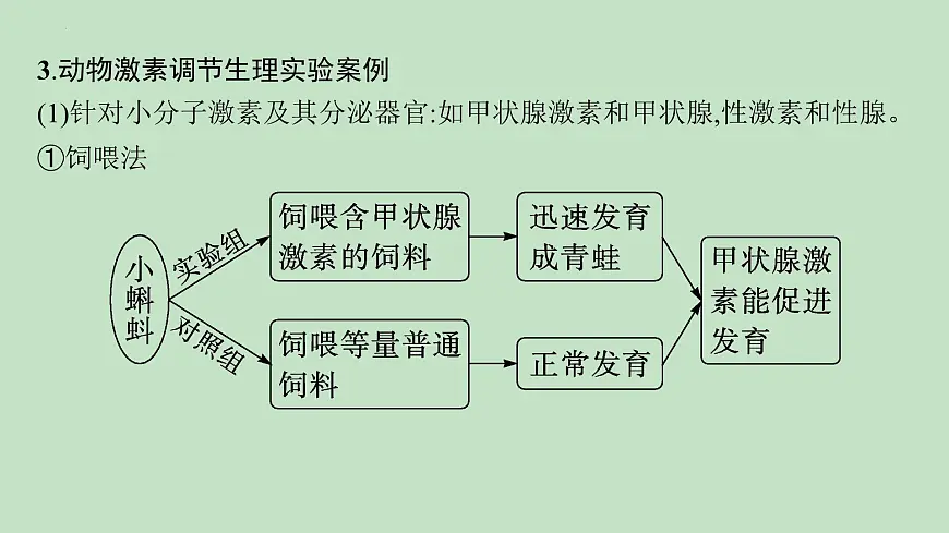 2026届高三生物一轮复习课件体液调节的相关实验探究课件第3页