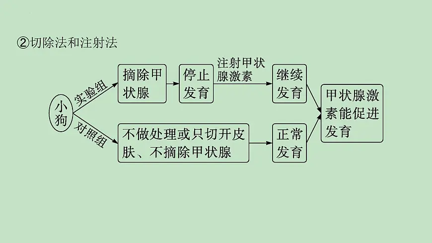 2026届高三生物一轮复习课件体液调节的相关实验探究课件第4页