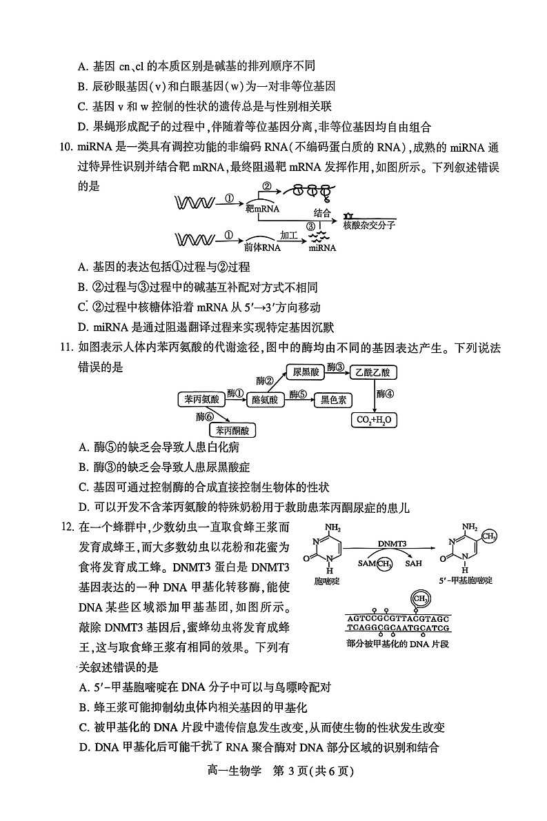 河南省许昌市2024-2025学年高一下学期7月期末教学质量检测生物试卷第3页