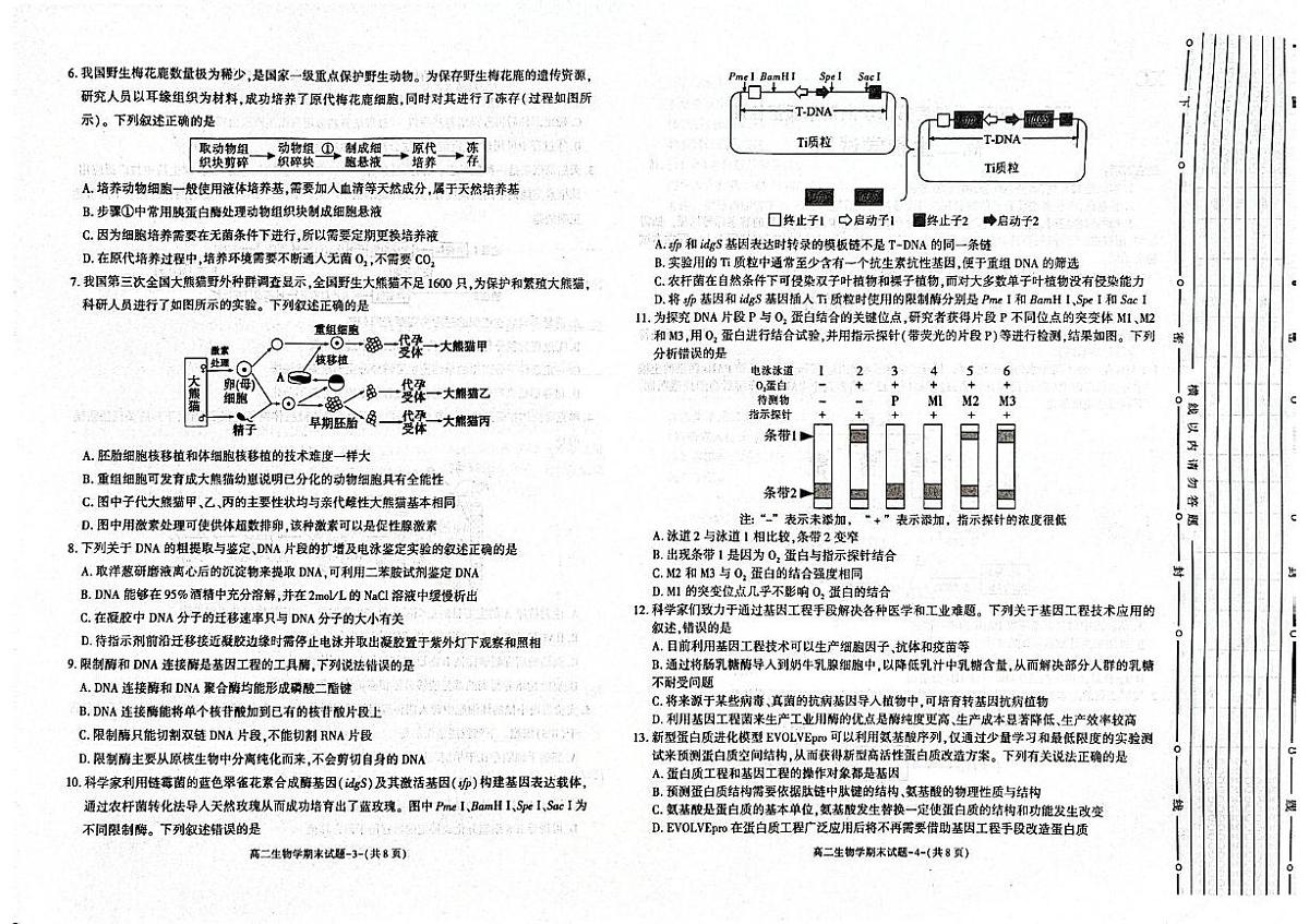 陕西省西安市新城区2024-2025学年高二下学期7月期末生物试题（含答案）第2页