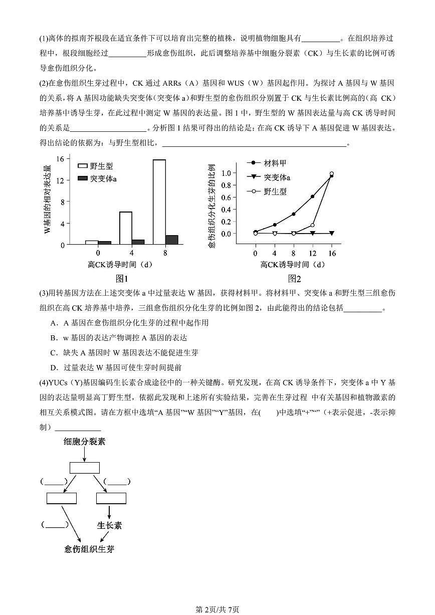 2015-2024北京高考真题生物汇编：植物细胞工程 有答案第2页