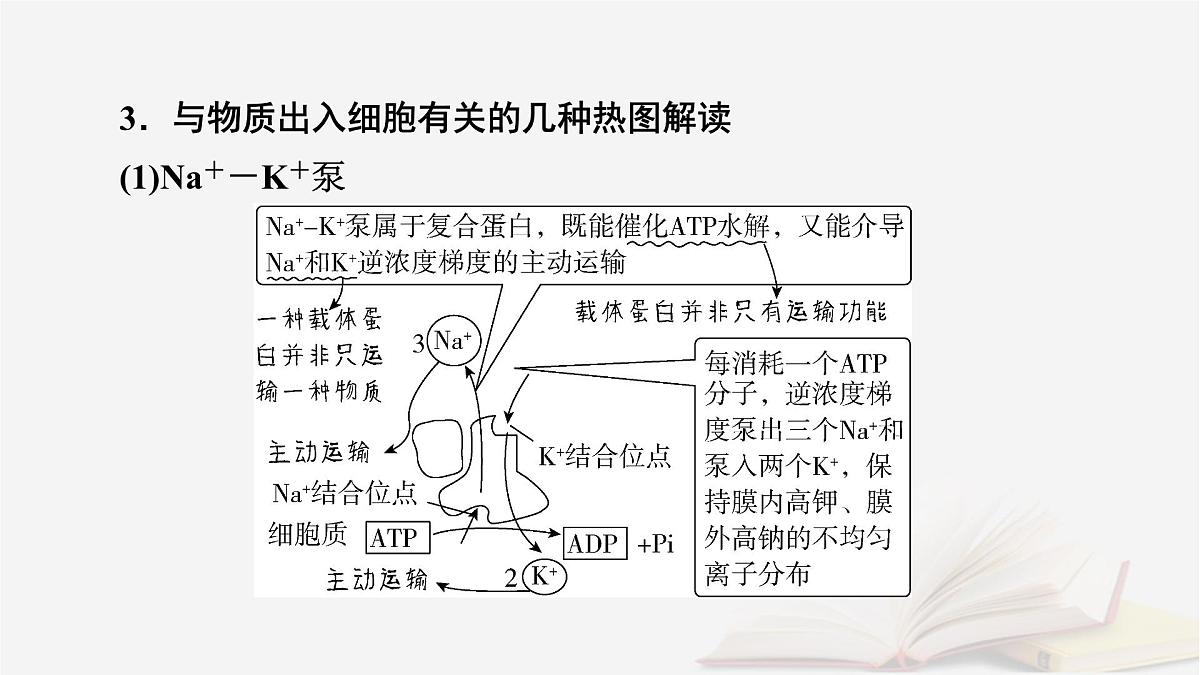 2026届高考生物一轮总复习必修1微专题2与物质出入细胞方式有关的热考题型课件第6页