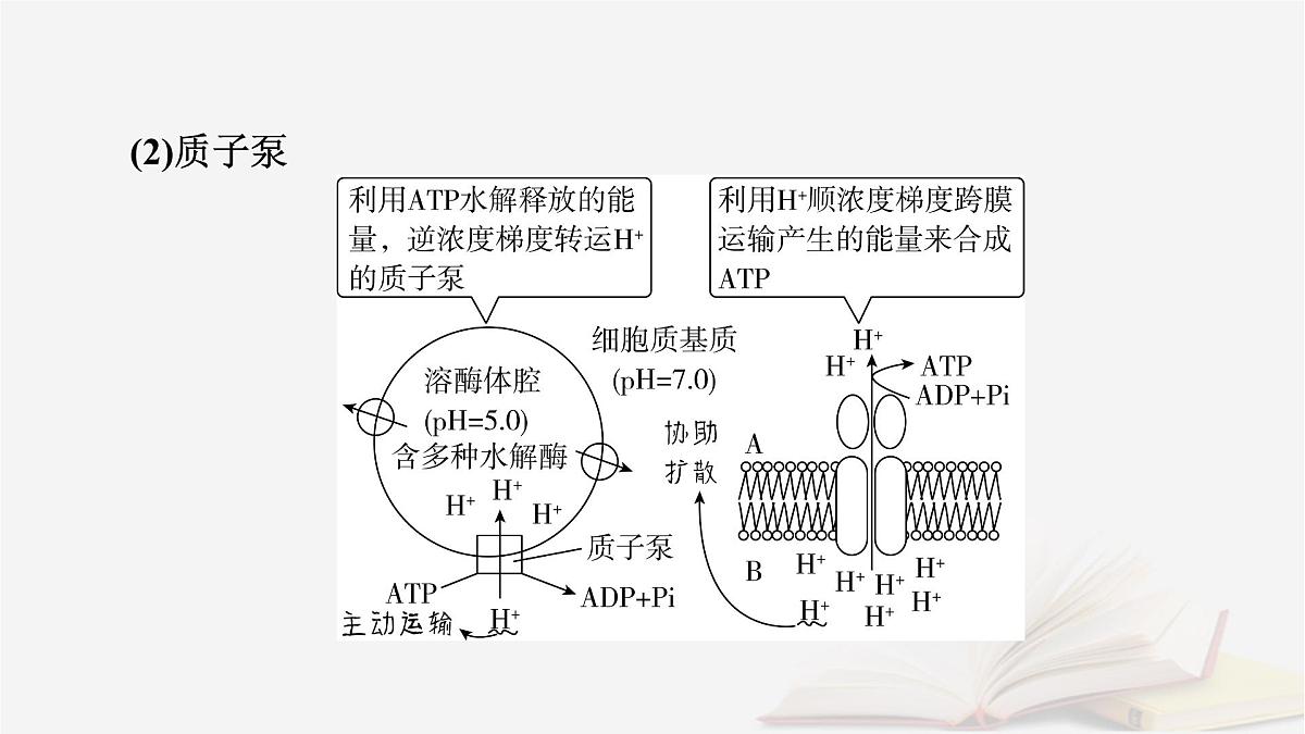 2026届高考生物一轮总复习必修1微专题2与物质出入细胞方式有关的热考题型课件第7页
