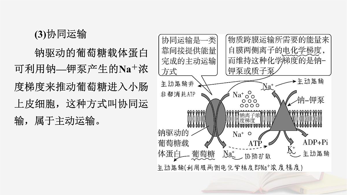 2026届高考生物一轮总复习必修1微专题2与物质出入细胞方式有关的热考题型课件第8页
