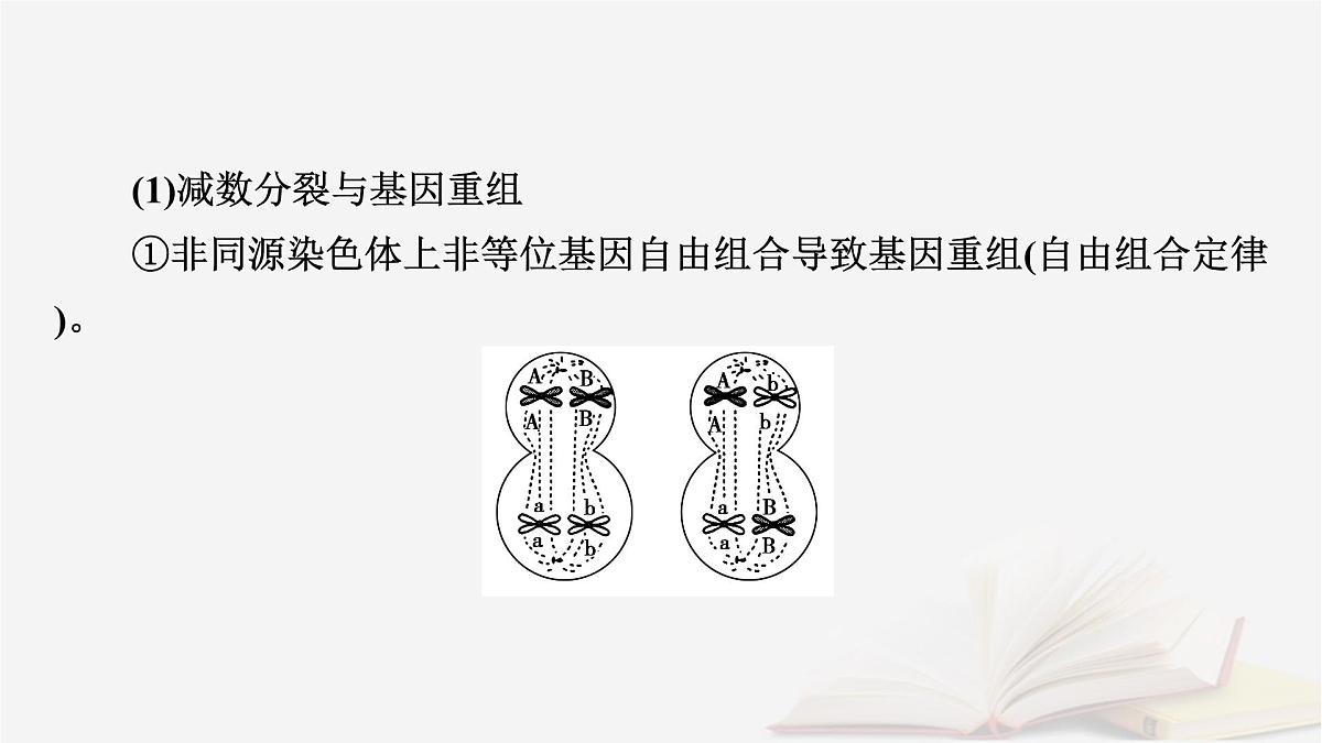 2026届高考生物一轮总复习必修1微专题5减数分裂与可遗传变异的关系课件第3页