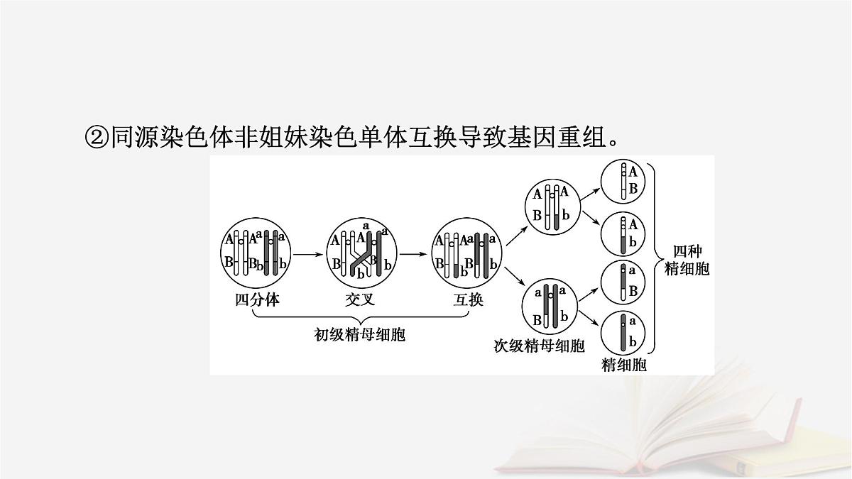 2026届高考生物一轮总复习必修1微专题5减数分裂与可遗传变异的关系课件第4页