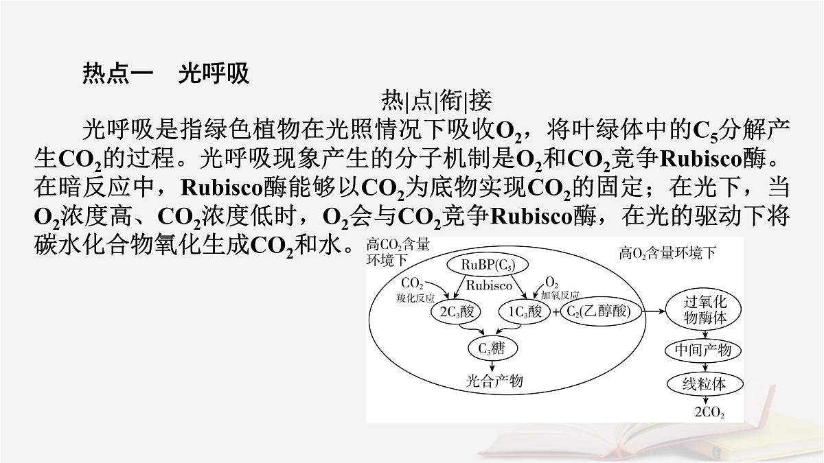 2026届高考生物一轮总复习必修1热点拓展2光呼吸C4植物CAM植物等特殊代谢类型课件第2页