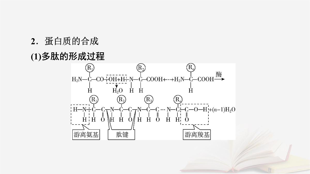 2026届高考生物一轮总复习必修1第1单元走近细胞和组成细胞的分子第3讲蛋白质是生命活动的主要承担者课件第8页