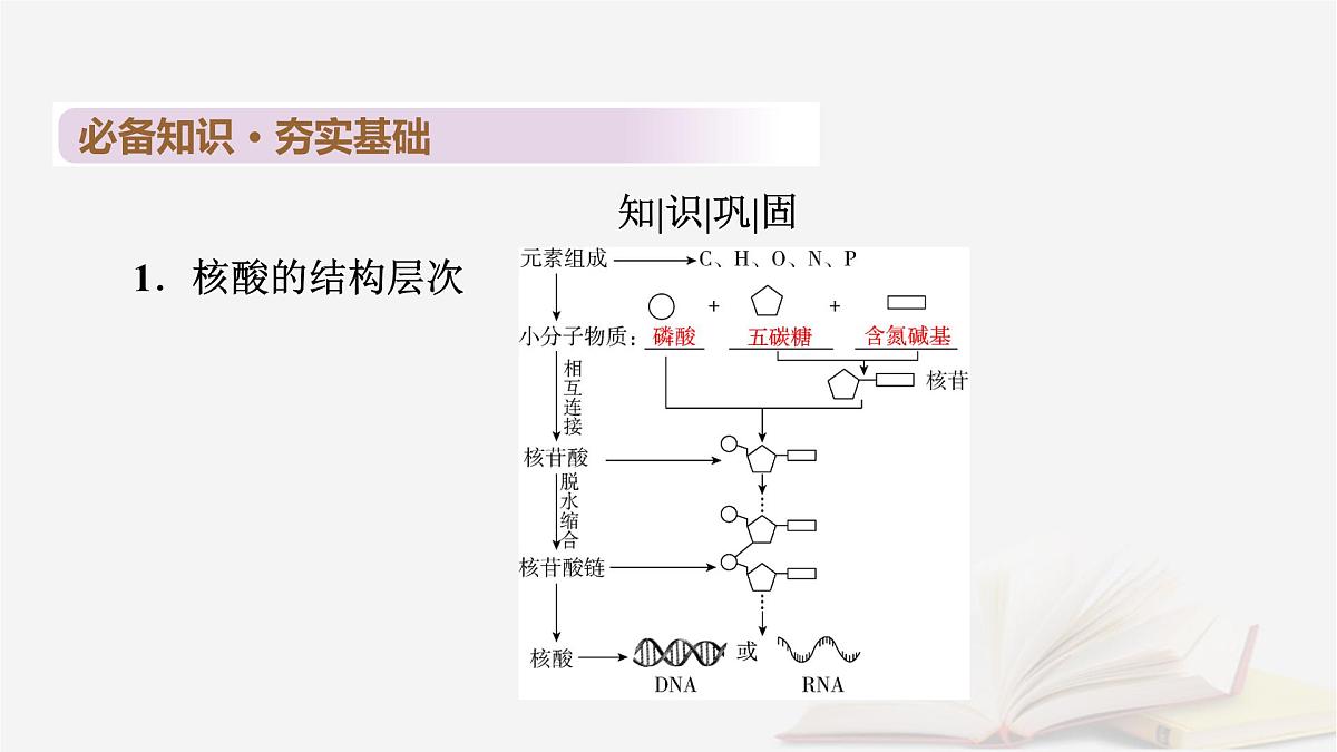 2026届高考生物一轮总复习必修1第1单元走近细胞和组成细胞的分子第4讲核酸是遗传信息的携带者课件第5页