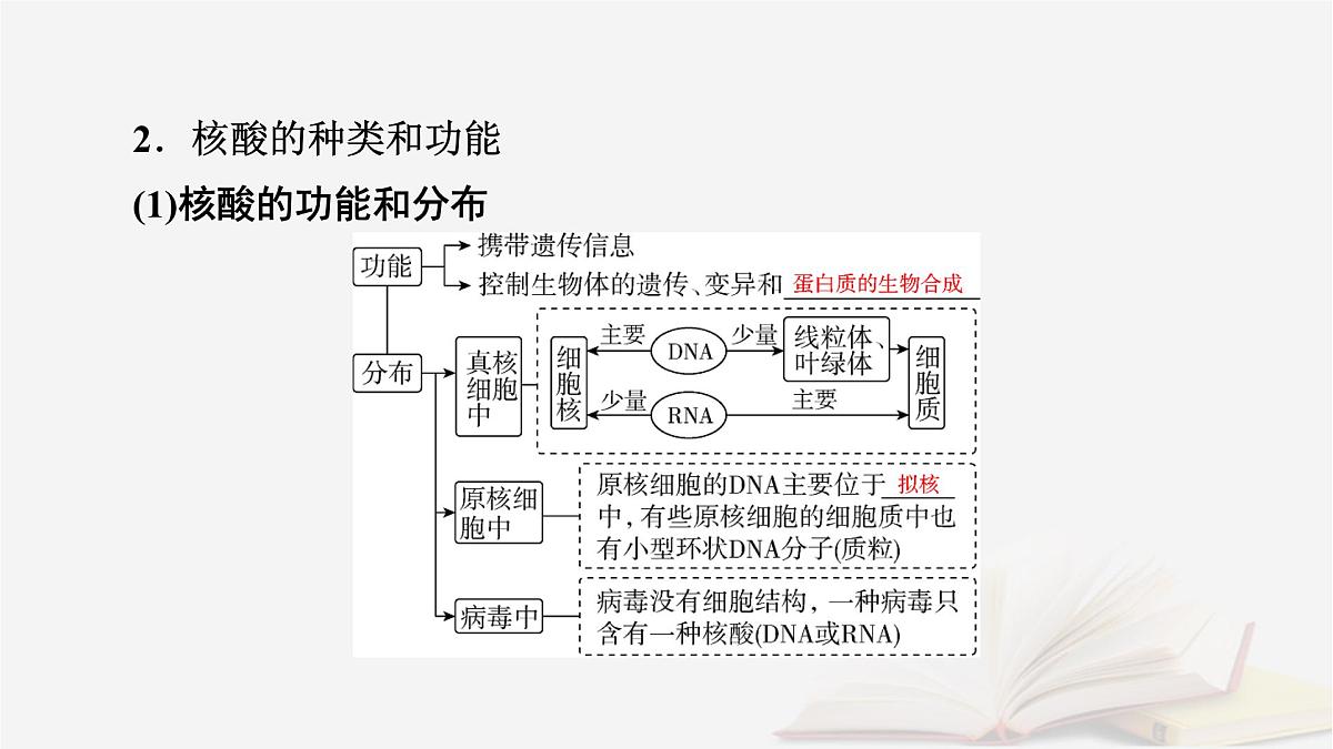 2026届高考生物一轮总复习必修1第1单元走近细胞和组成细胞的分子第4讲核酸是遗传信息的携带者课件第6页