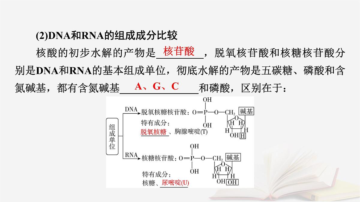 2026届高考生物一轮总复习必修1第1单元走近细胞和组成细胞的分子第4讲核酸是遗传信息的携带者课件第7页
