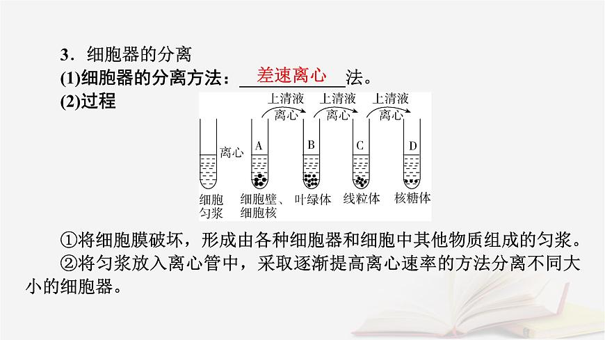 2026届高考生物一轮总复习必修1第2单元细胞的基本结构与物质输入和输出第2讲细胞器和生物膜系统课件第7页
