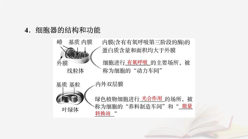 2026届高考生物一轮总复习必修1第2单元细胞的基本结构与物质输入和输出第2讲细胞器和生物膜系统课件第8页