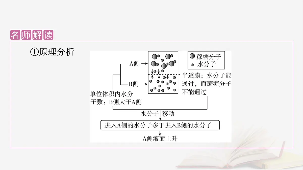 2026届高考生物一轮总复习必修1第2单元细胞的基本结构与物质输入和输出第3讲水进出细胞的原理课件第7页