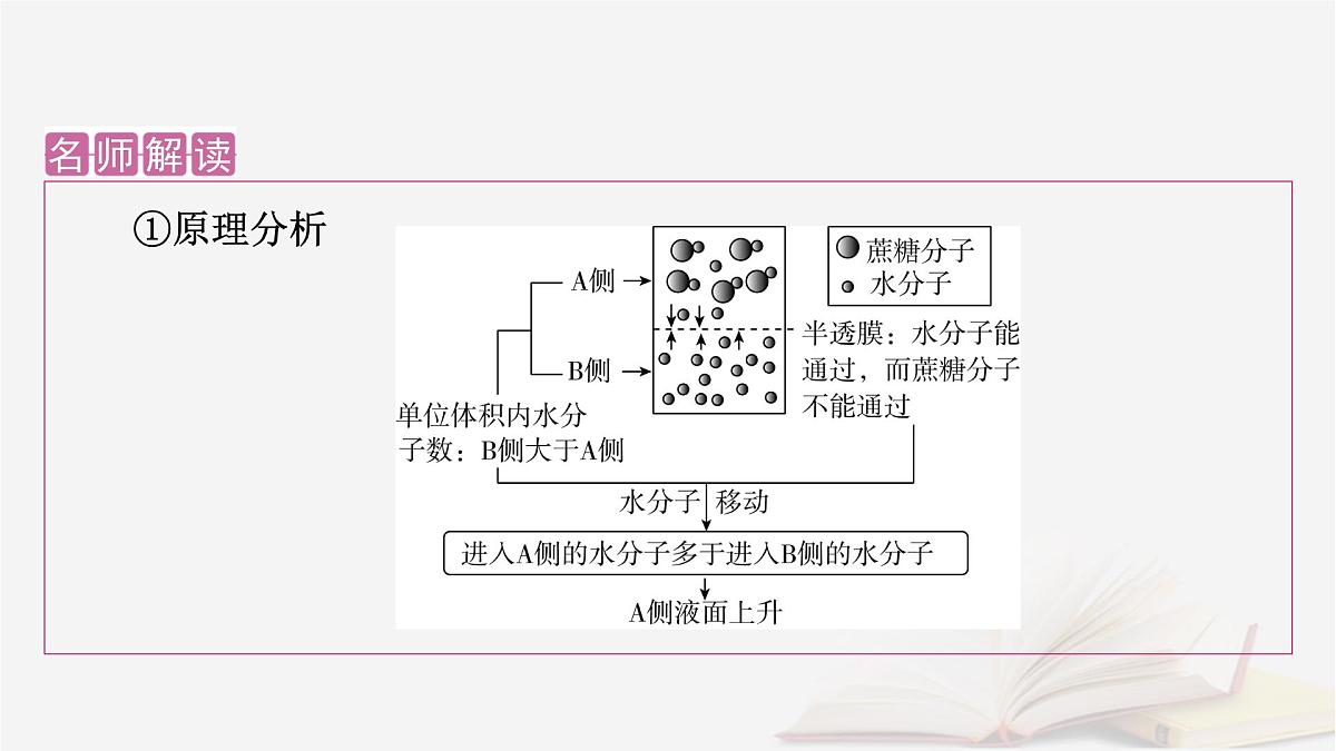 2026届高考生物一轮总复习必修1第2单元细胞的基本结构与物质输入和输出第3讲水进出细胞的原理课件第7页