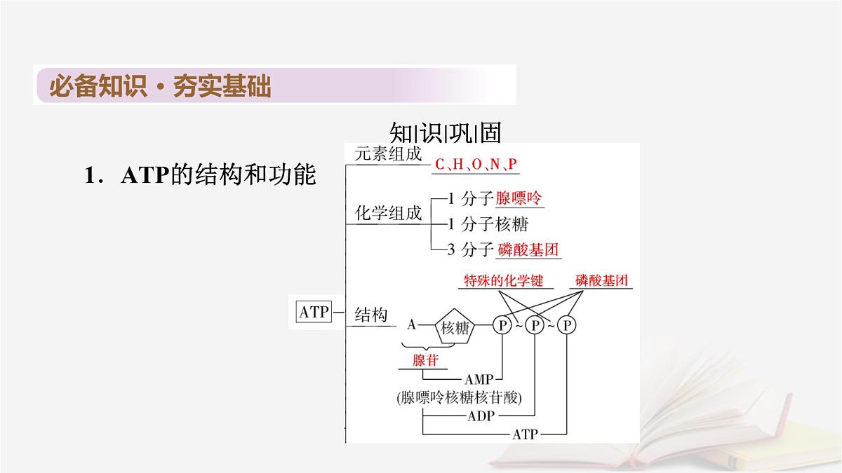 2026届高考生物一轮总复习必修1第3单元细胞的能量供应和利用第2讲ATP和细胞呼吸课件第6页