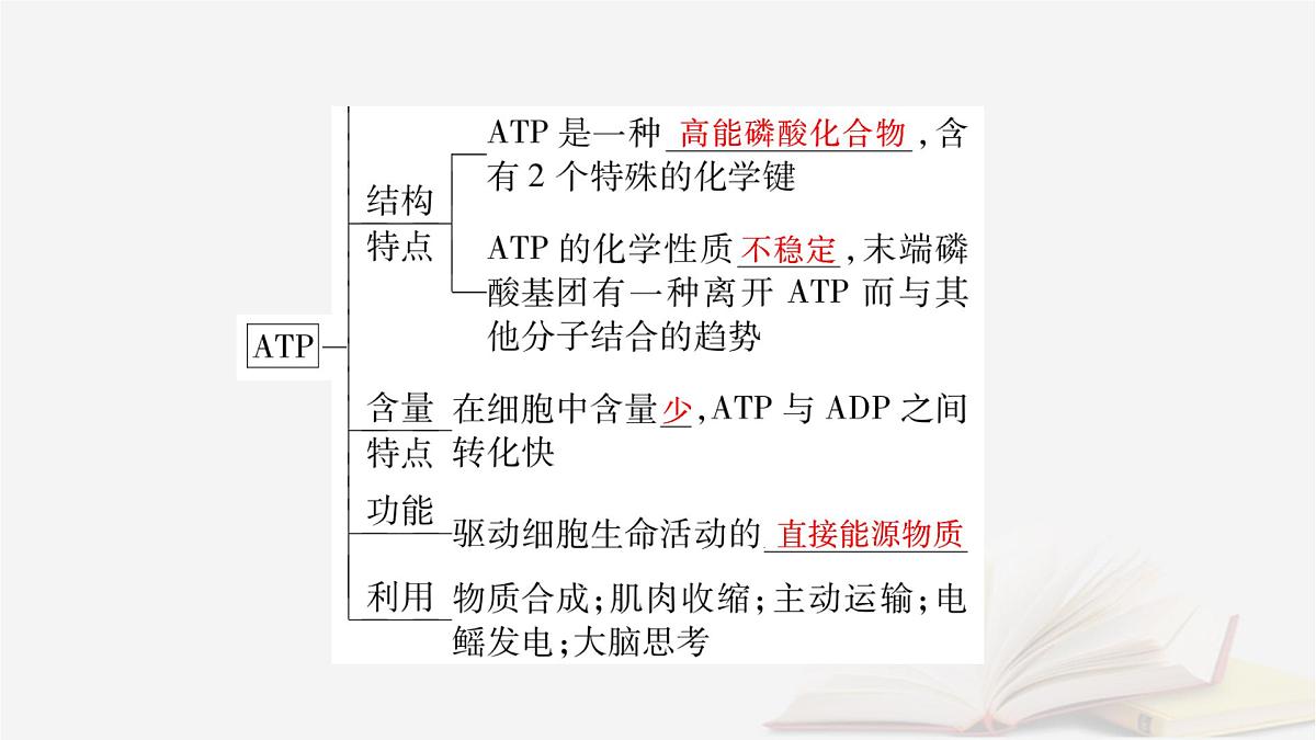2026届高考生物一轮总复习必修1第3单元细胞的能量供应和利用第2讲ATP和细胞呼吸课件第7页