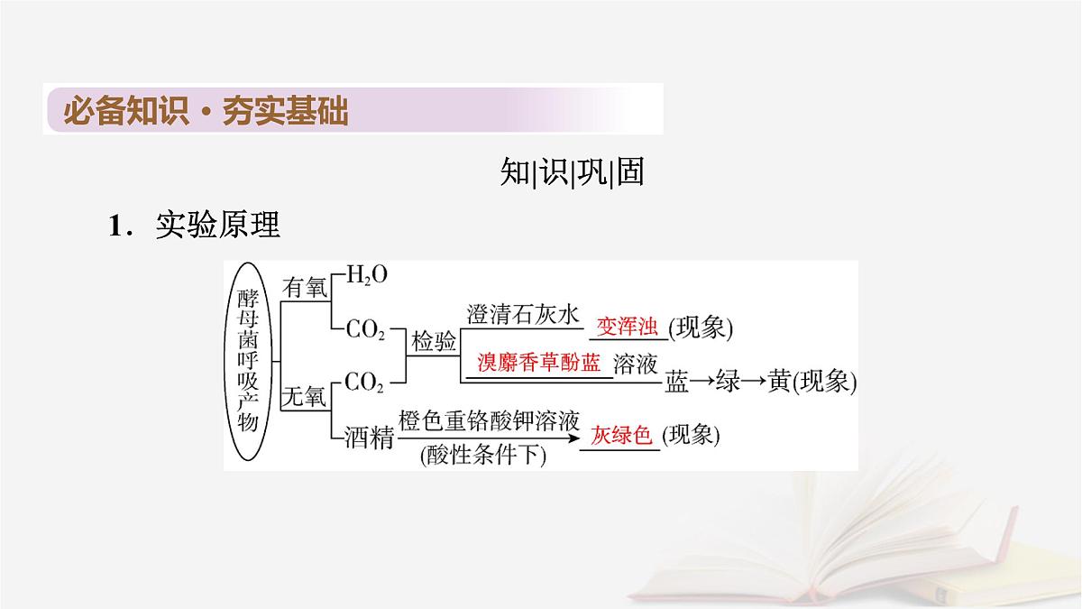 2026届高考生物一轮总复习必修1第3单元细胞的能量供应和利用第3讲细胞呼吸的影响因素探究酵母菌细胞呼吸的方式课件第6页