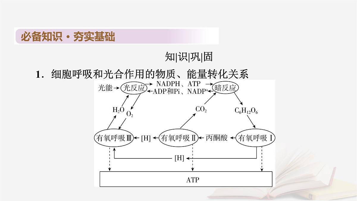 2026届高考生物一轮总复习必修1第3单元细胞的能量供应和利用第6讲光合作用和细胞呼吸的关系课件第6页