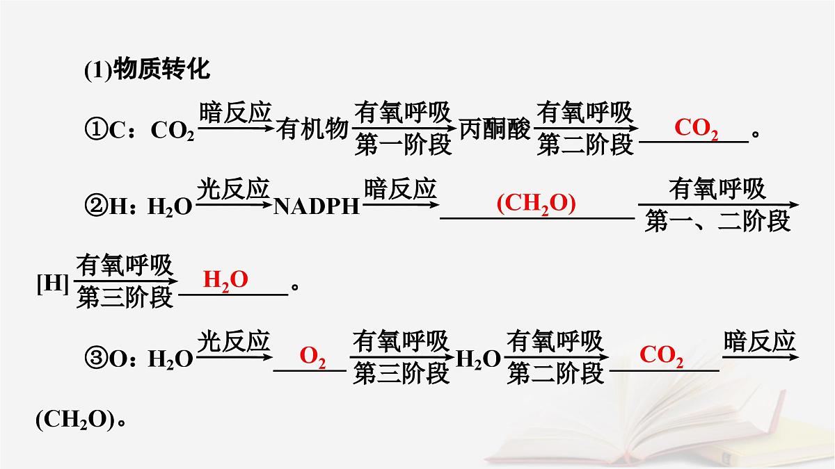 2026届高考生物一轮总复习必修1第3单元细胞的能量供应和利用第6讲光合作用和细胞呼吸的关系课件第7页
