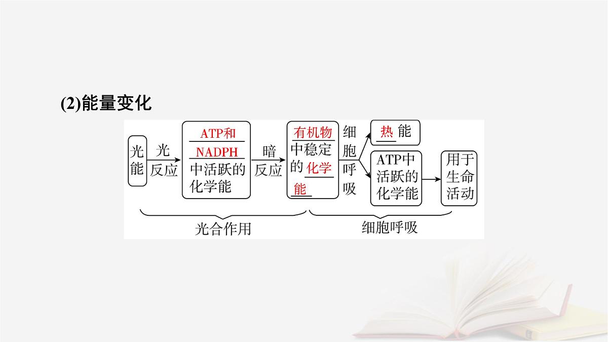 2026届高考生物一轮总复习必修1第3单元细胞的能量供应和利用第6讲光合作用和细胞呼吸的关系课件第8页