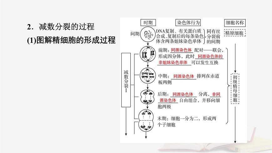 2026届高考生物一轮总复习必修1第4单元细胞的生命历程第2讲细胞的减数分裂和受精作用课件第8页
